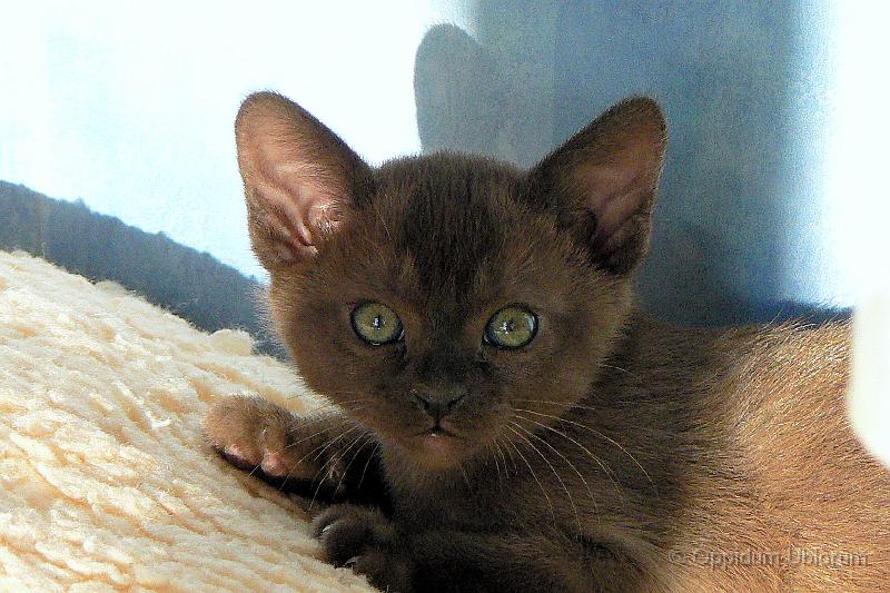 P1090662 perdita.jpg